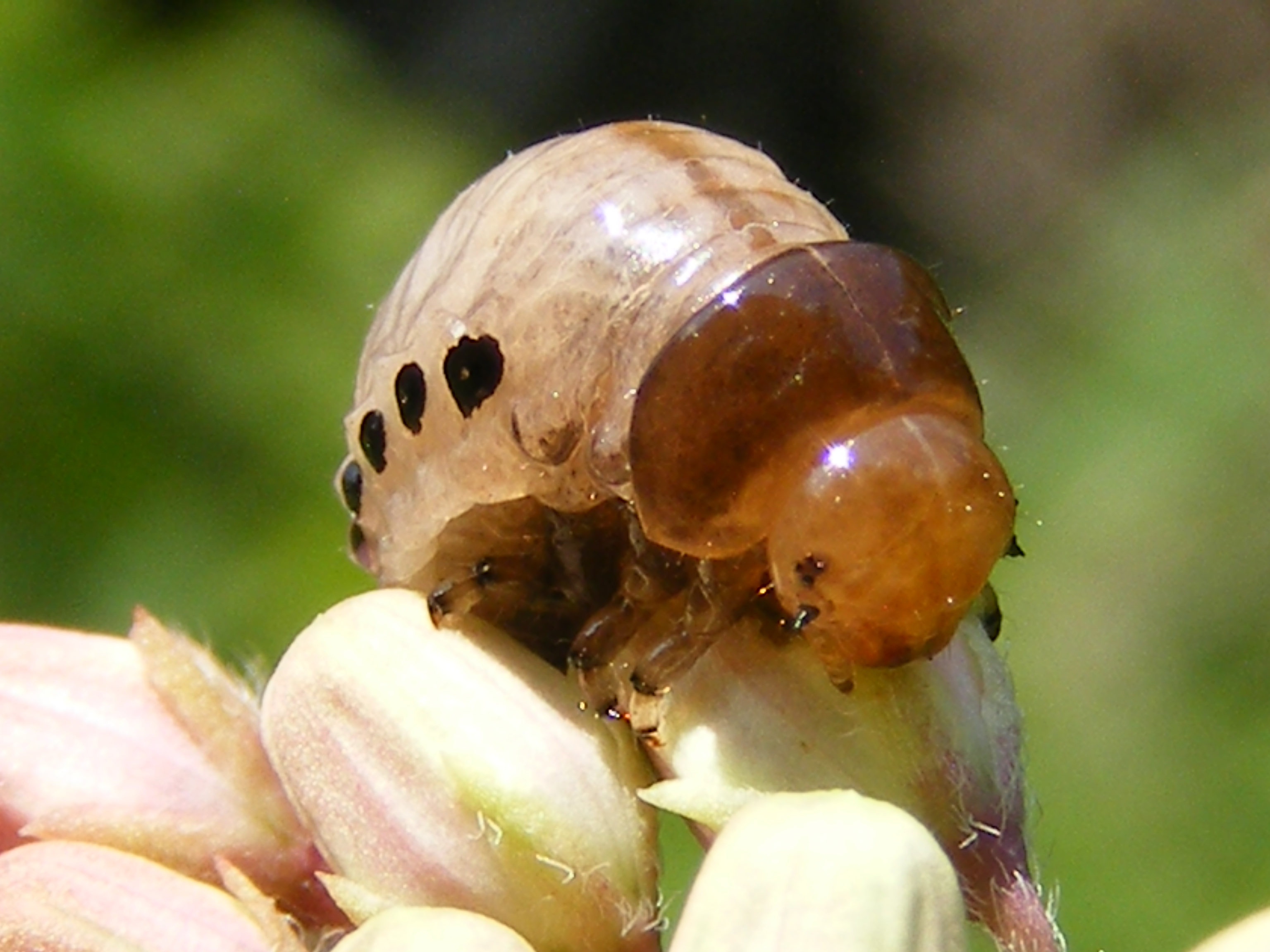 Куколка жуков фото Plant-Insect Interaction: Swamp milkweed leaf beetle larva The Life of Your Time
