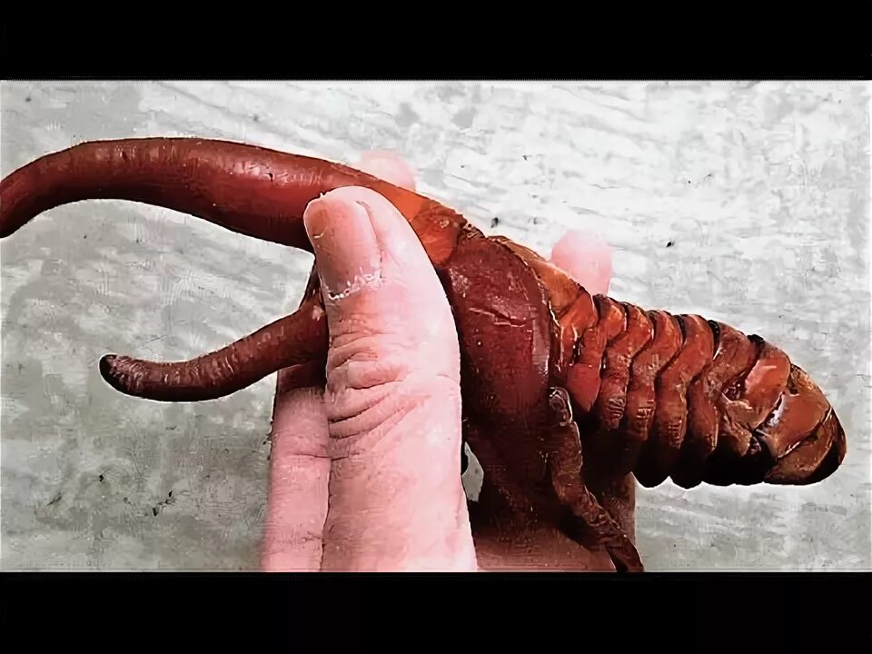 Куколка жуков фото 17 Weird Scary Insects - YouTube