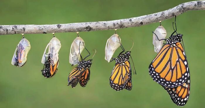 Куколки бабочек фото с названиями Mujer convierte el jardín de su casa en un hábitat para las Monarca Butterfly, B