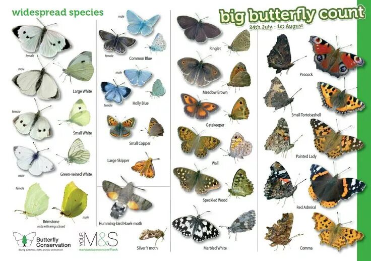 Куколки бабочек фото с названиями и описанием #Butterflies #ButterflySpecies #ButterflyNames Butterfly species, Butterfly imag