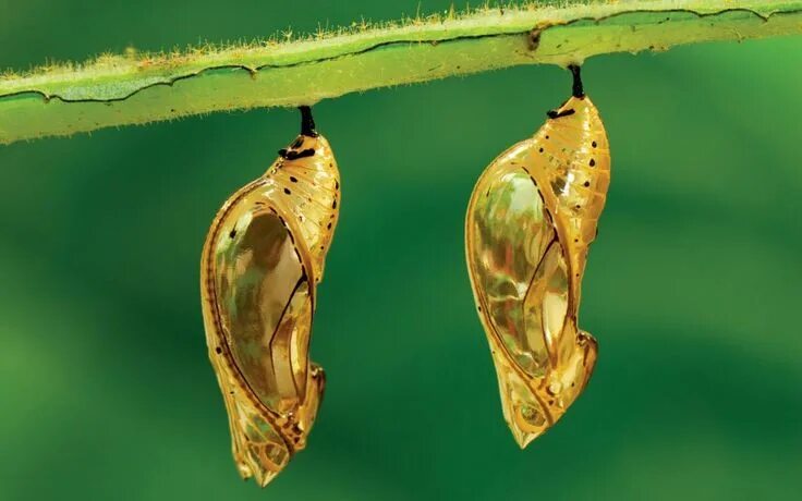 Куколки бабочек фото с названиями и описанием The Wild World of Butterflies Butterfly cocoon, Insects, Butterfly