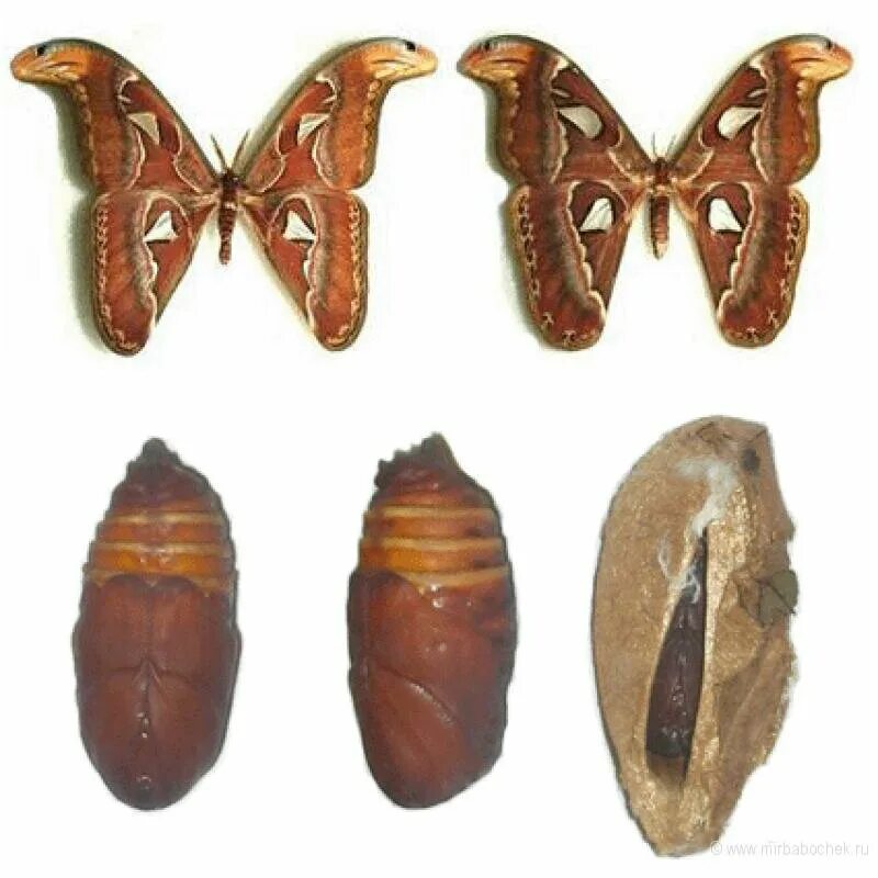 Куколки бабочек фото с названиями и описанием Кокон бабочки Attacus Atlas
