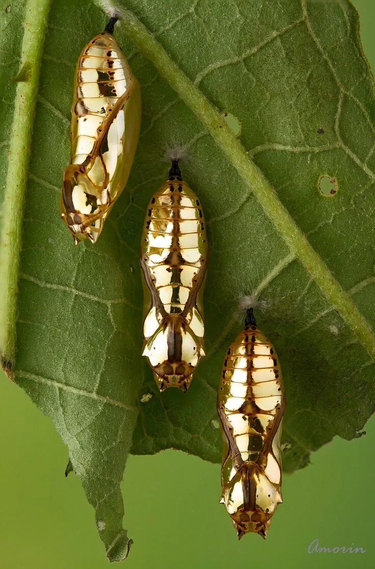 Куколки бабочек фото с названиями и описанием Куколки бабочки Mechanitis polymnia. Beautiful bugs, Beautiful creatures, Insect