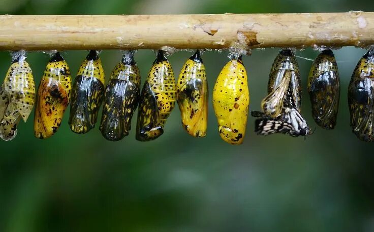 Куколки бабочек фото с названиями в россии Cocoon Butterfly Insect - Free photo on Pixabay Butterfly cocoon, Insects, Butte
