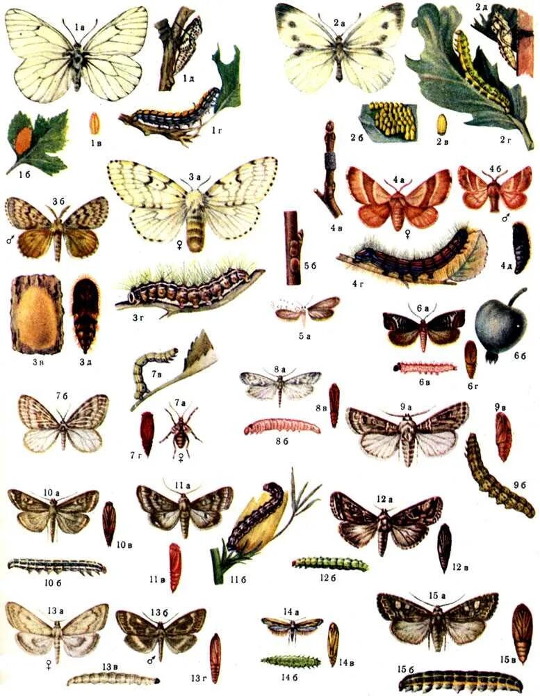 Куколки бабочек фото с названиями в россии Night butterfly: names and variety of species
