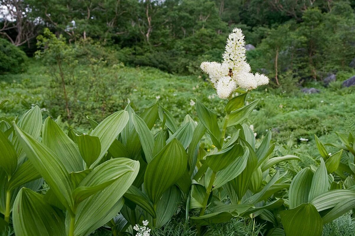 Кукольник трава фото Файл:Veratrum stamineum 11.jpg - Вікіпедыя