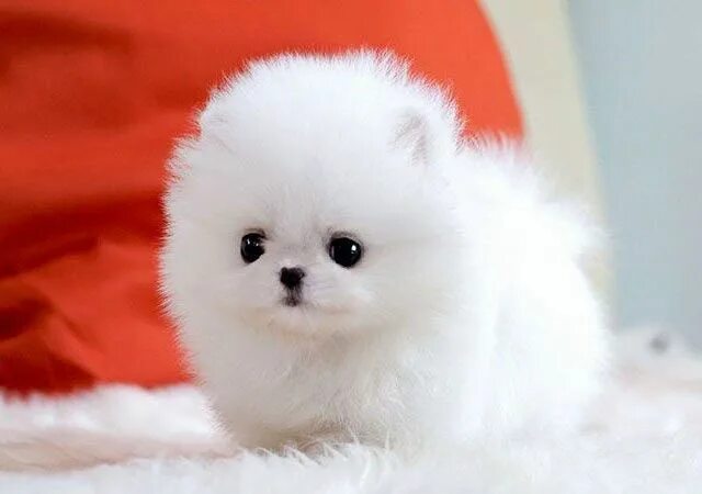Кукольный шпиц фото La Hermana De Naruto Uzumaki (Chicos Anime X Tu ) Razas de perros chiquitos, Per
