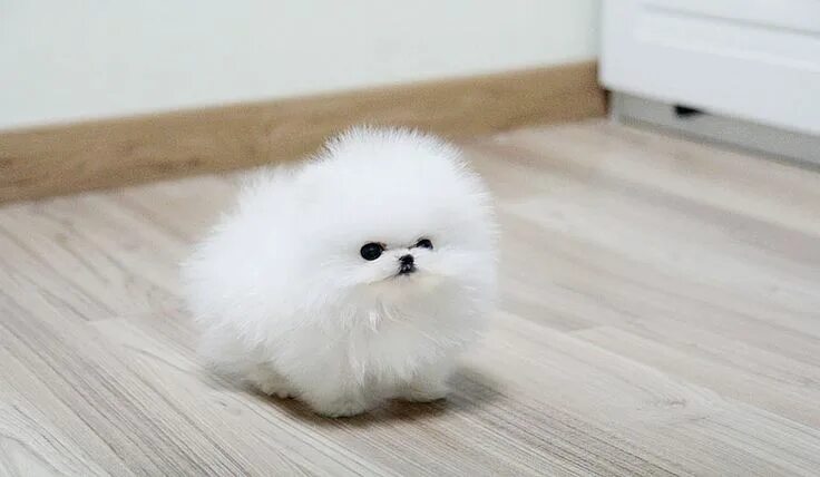 Кукольный шпиц фото Top quality teacup pomeranian puppy Pomeranian puppy, Pomeranian puppy teacup, F