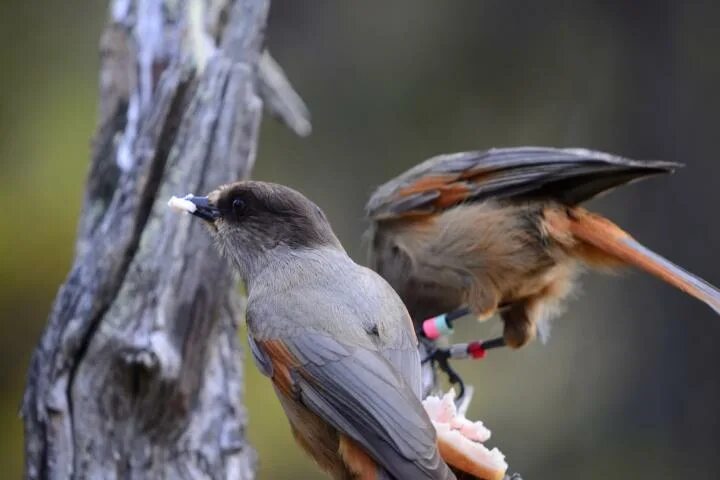 Кукша птица фото Продленная родительская опека помогает птицам стать умнее