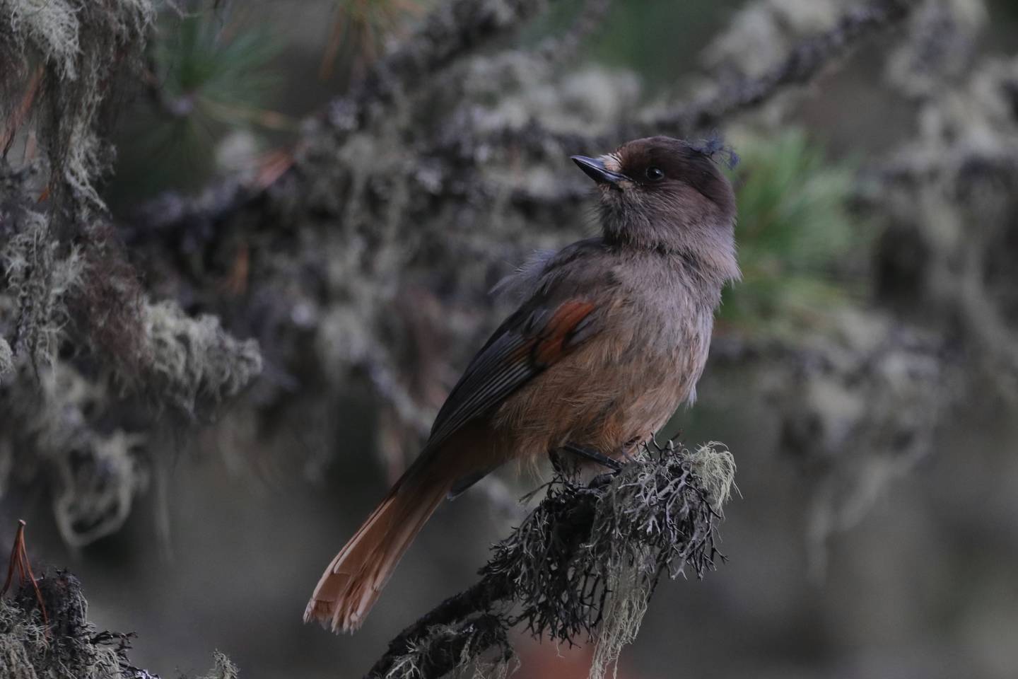 Кукша птица фото Siberian Jay (Perisoreus infaustus). Birds of Siberia.
