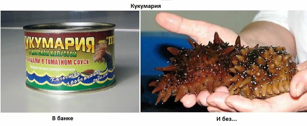 Кукумария что это такое фото Кукума́рия Кадыкчанский заметил Дзен