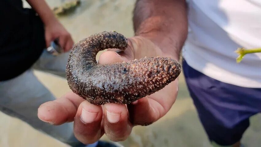 Кукумария что это такое фото Cucumaria: The WEIRD sea creature Soviets loved to eat (PHOTOS) - Russia Beyond