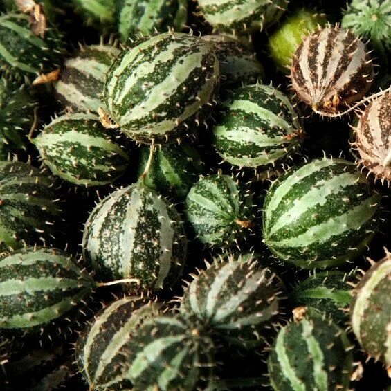 Кукумис декоративный фото Tiny Hedgehog Cucumber Cucumis africanus 15 seeds by SmartSeeds Bonsai plants, U