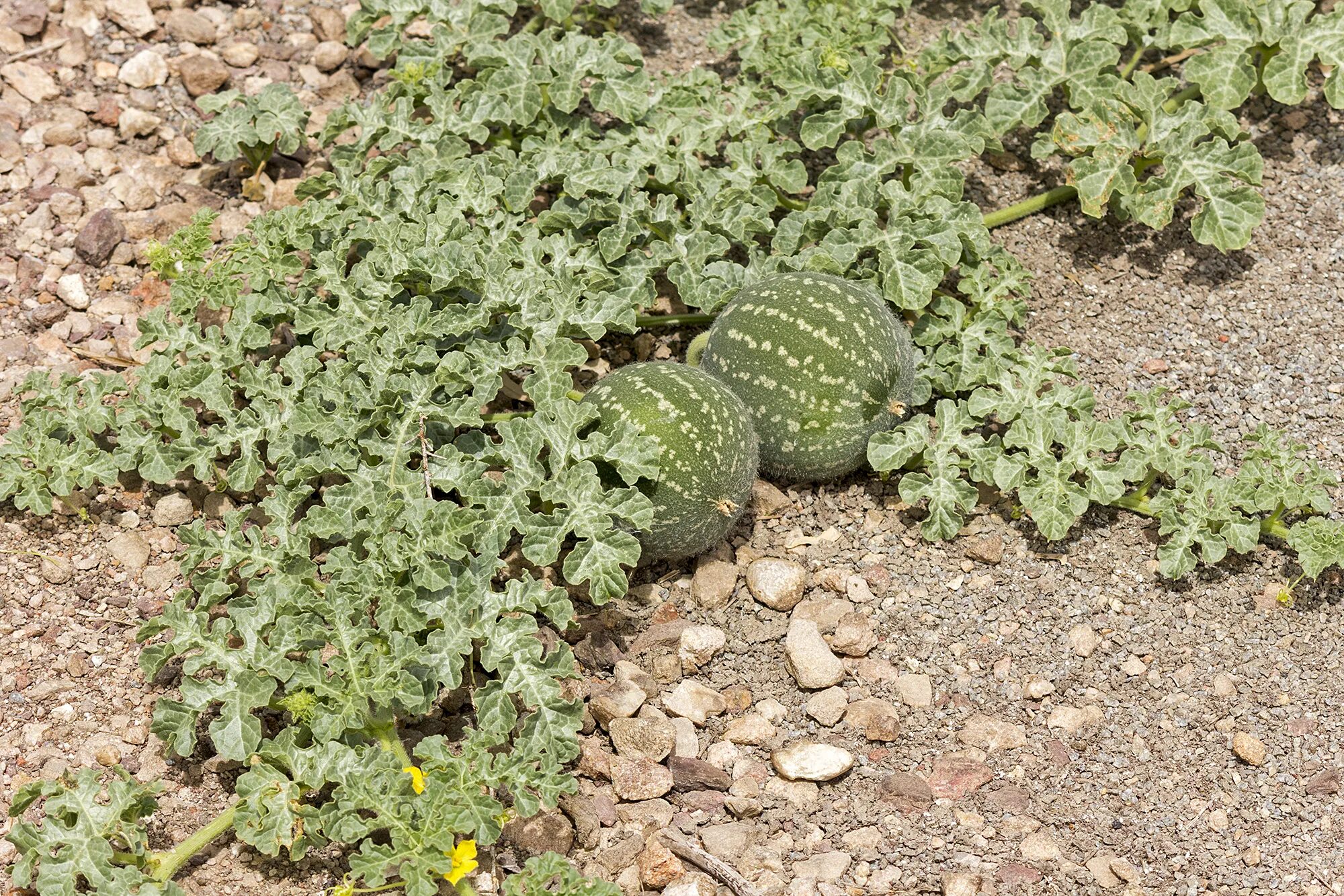 Кукумис декоративный фото File:Cucumis myriocarpus at Fivebough Wetlands.jpg - Wikimedia Commons