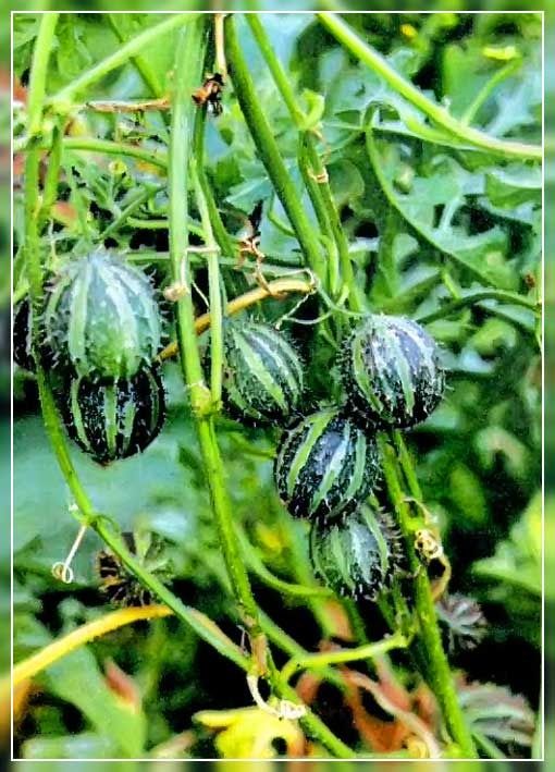 Кукумис декоративный фото Пин на доске Растения