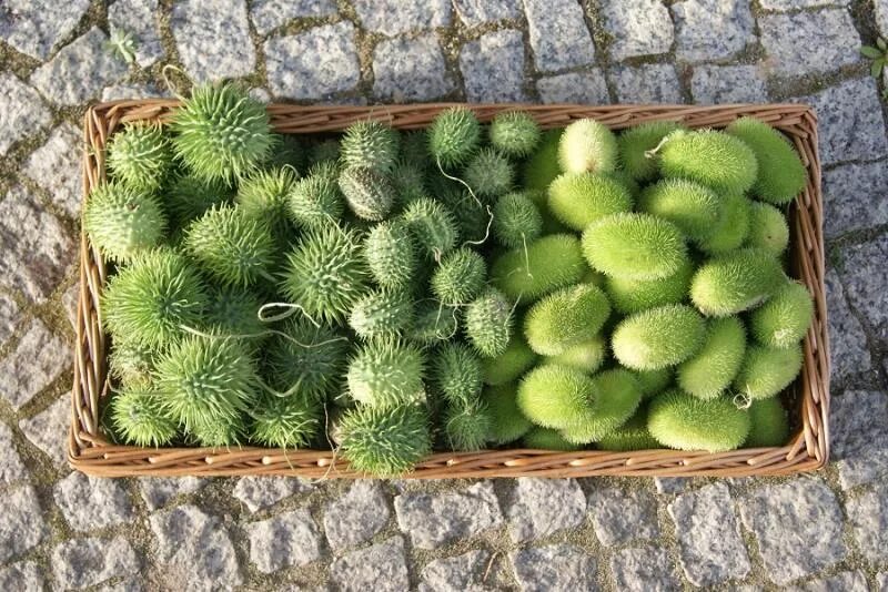 Кукумис декоративный фото Экзотика для контейнеров : Cucumis metuliferus-Декоративный огурец