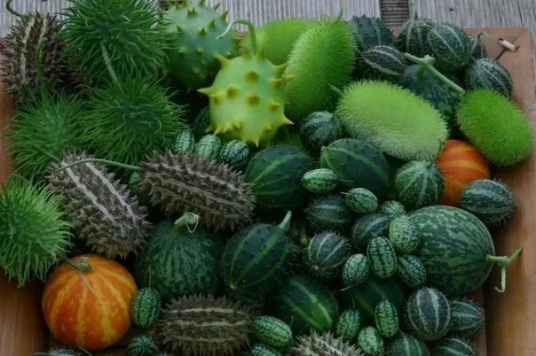 Кукумис декоративный фото Семена Вьющийся огурец Секрет Вьющийся огурец - неприхотливая смесь с декоративн