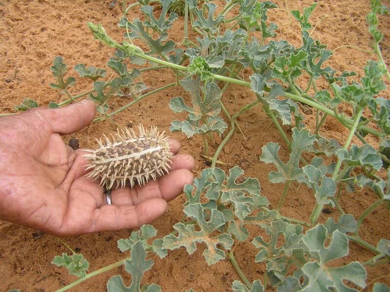 Кукумис декоративный фото Купить семена, растение - Огурец африканский дикий (Cucumis africanus) Травушка-
