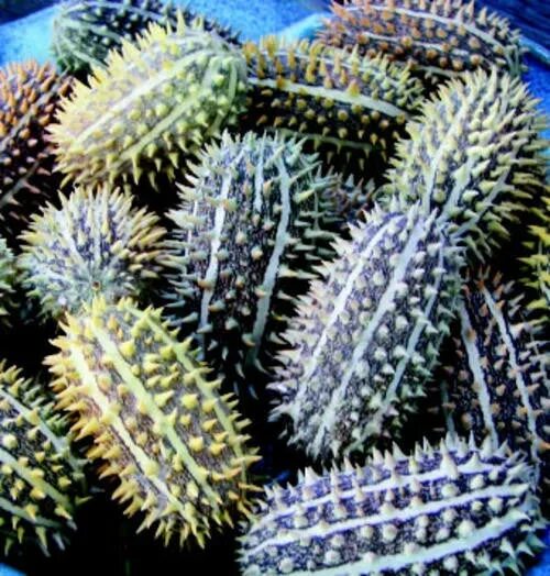 Кукумис декоративный фото Cucumis Africanus Seeds Seeds for Africa