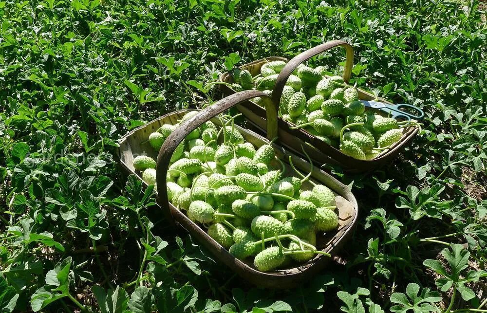 Кукумис декоративный фото в саду Кукумис декоративный фото - Arhids.ru