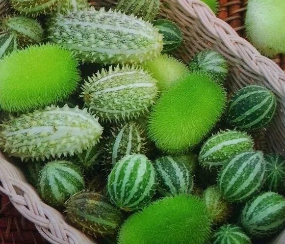 Кукумис декоративный фото в саду Экзотика для контейнеров : Cucumis metuliferus-Декоративный огурец