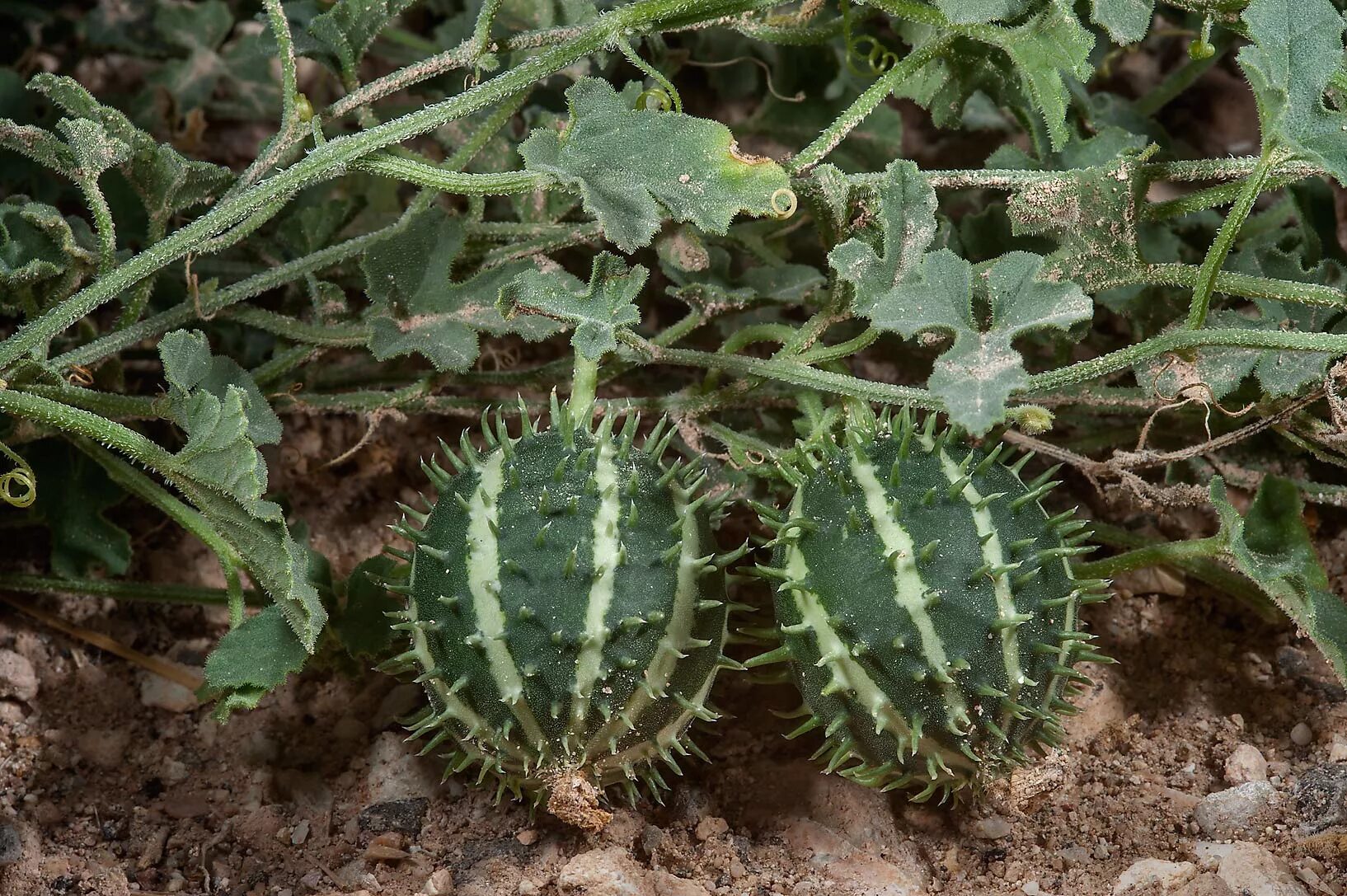 Кукумис декоративный фото в саду Купить семена Огурец Cucumber Cucumis myriocarpus Gooseberry Gourd в Москве: дос