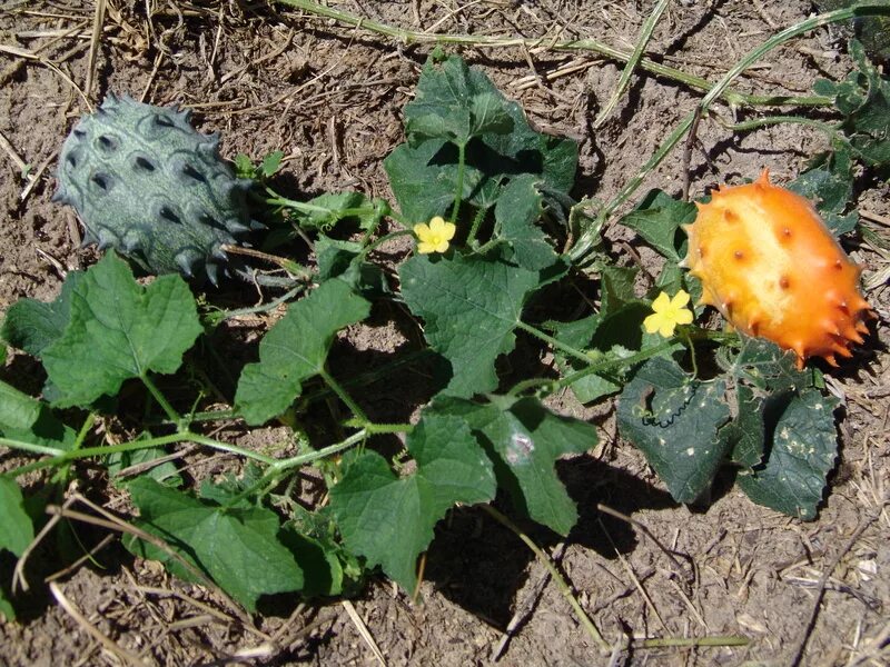 Кукумис декоративный фото в саду African Plants - A Photo Guide - Cucumis metulifer E.Mey. ex Naudin