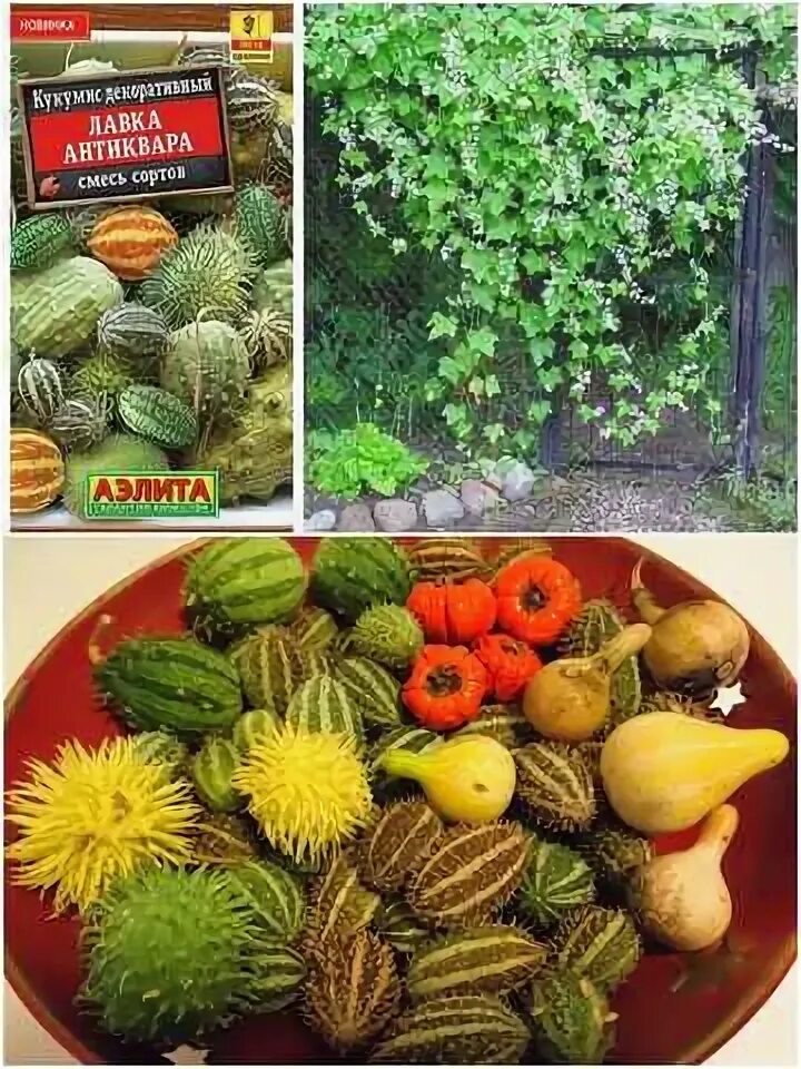 Кукумис декоративный фото в саду Кукумис декоративный фото - Arhids.ru
