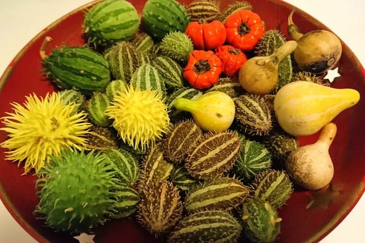 Кукумис декоративный фото в саду Семена Кукумис декоративный Лавка антиквара, смесь сортов: описание сорта, фото 