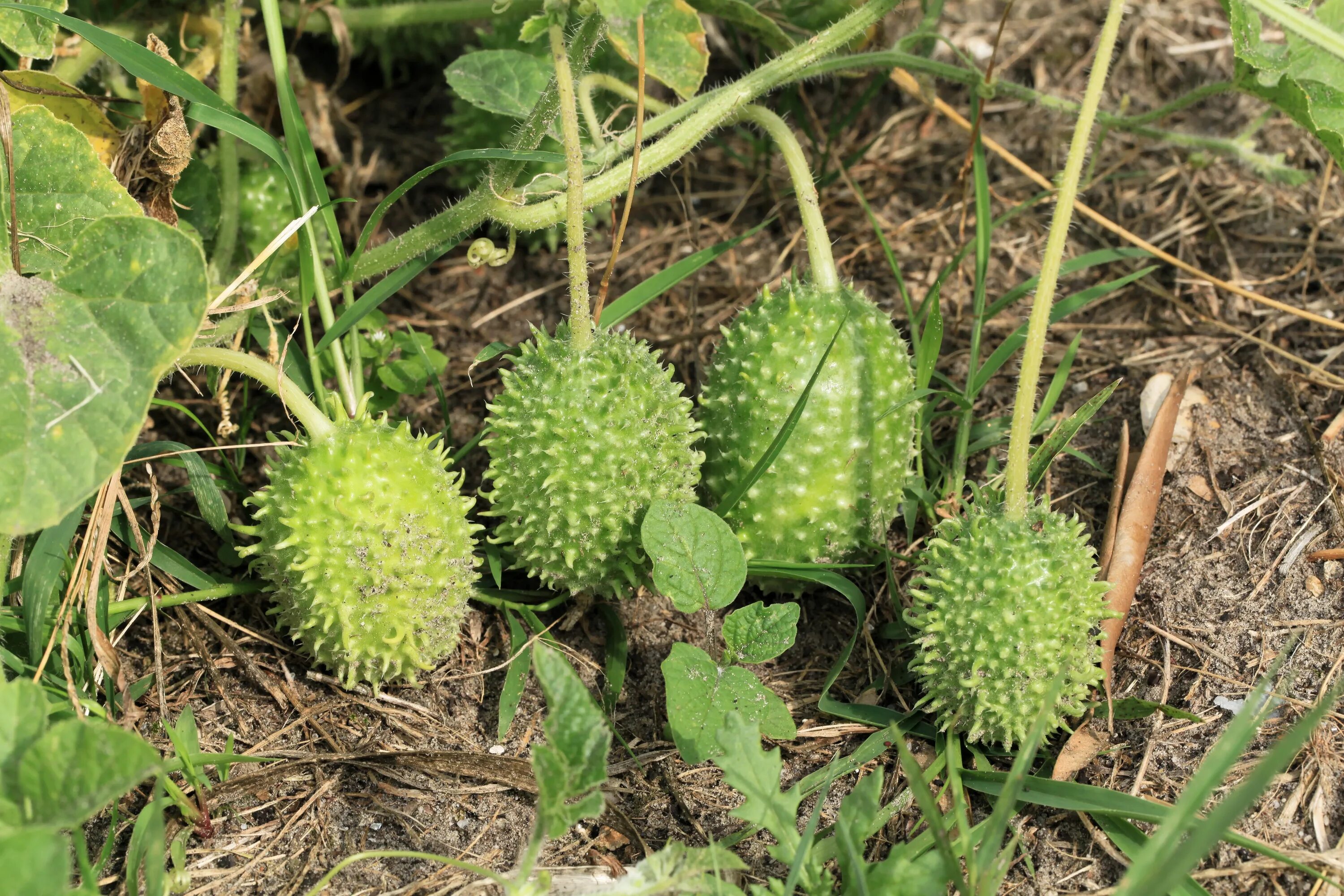 Кукумис декоративный фото в саду Archivo:Kluse - Cucumis anguria - Maxixe-Gurke 08 ies.jpg - Wikipedia, la encicl