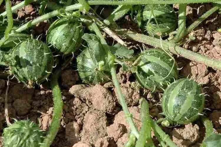 Кукумис декоративный фото в саду Cucumis myriocarpus - Alchetron, The Free Social Encyclopedia