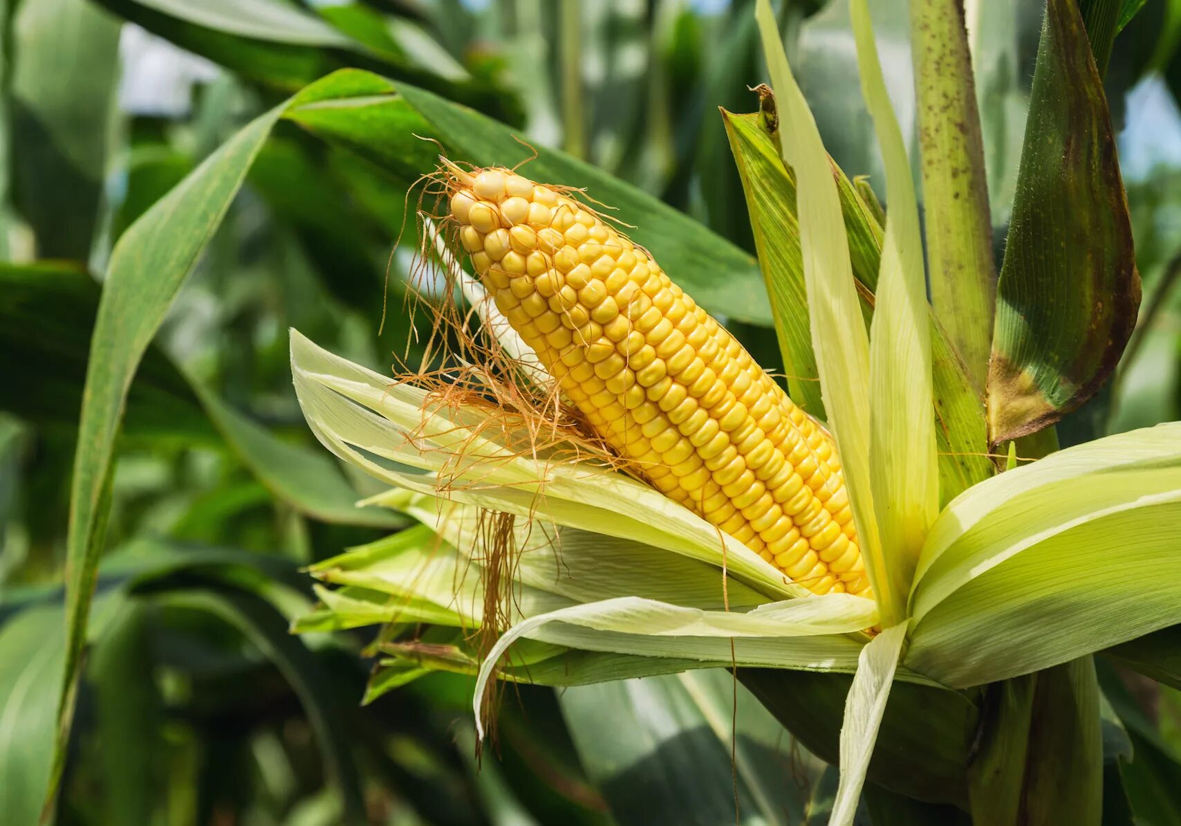 Кукуруза московская ул 24 фото New discovery could increase the productivity, resilience of corn - Earth.com