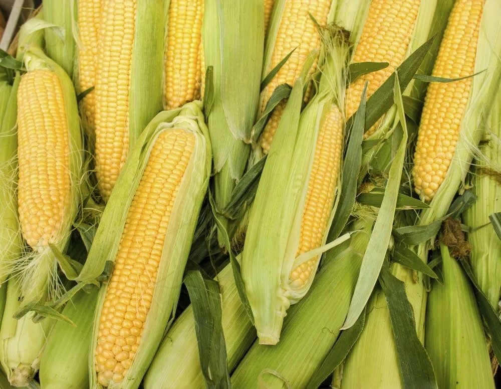 Кукуруза московская ул 24 фото Why South Carolina put corn on trial for murder circa 1905 The Splendid Table
