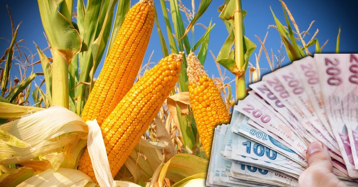 Кукуруза сочи фото TMO MISIR ALIM FİYATI 2023 TMO Mısır alım fiyatı ne kadar, ton başına kaç TL? - 