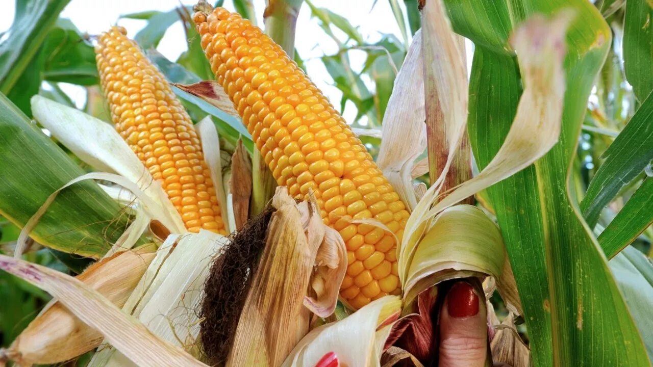 Кукуруза сочи фото Мексика будет импортировать больше кукурузы из США (новости) - YouTube