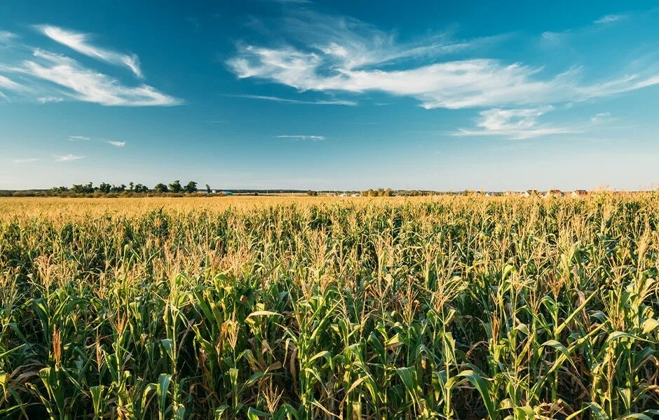 Кукурузное поле фото Black Sea Corn grows as regional benchmark - CME Group