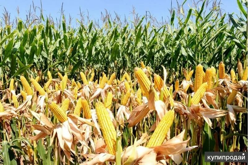 Кукурузное поле фото Продаю какое, ахарис, кукурузу и другие продукты из Африки в Краснодаре