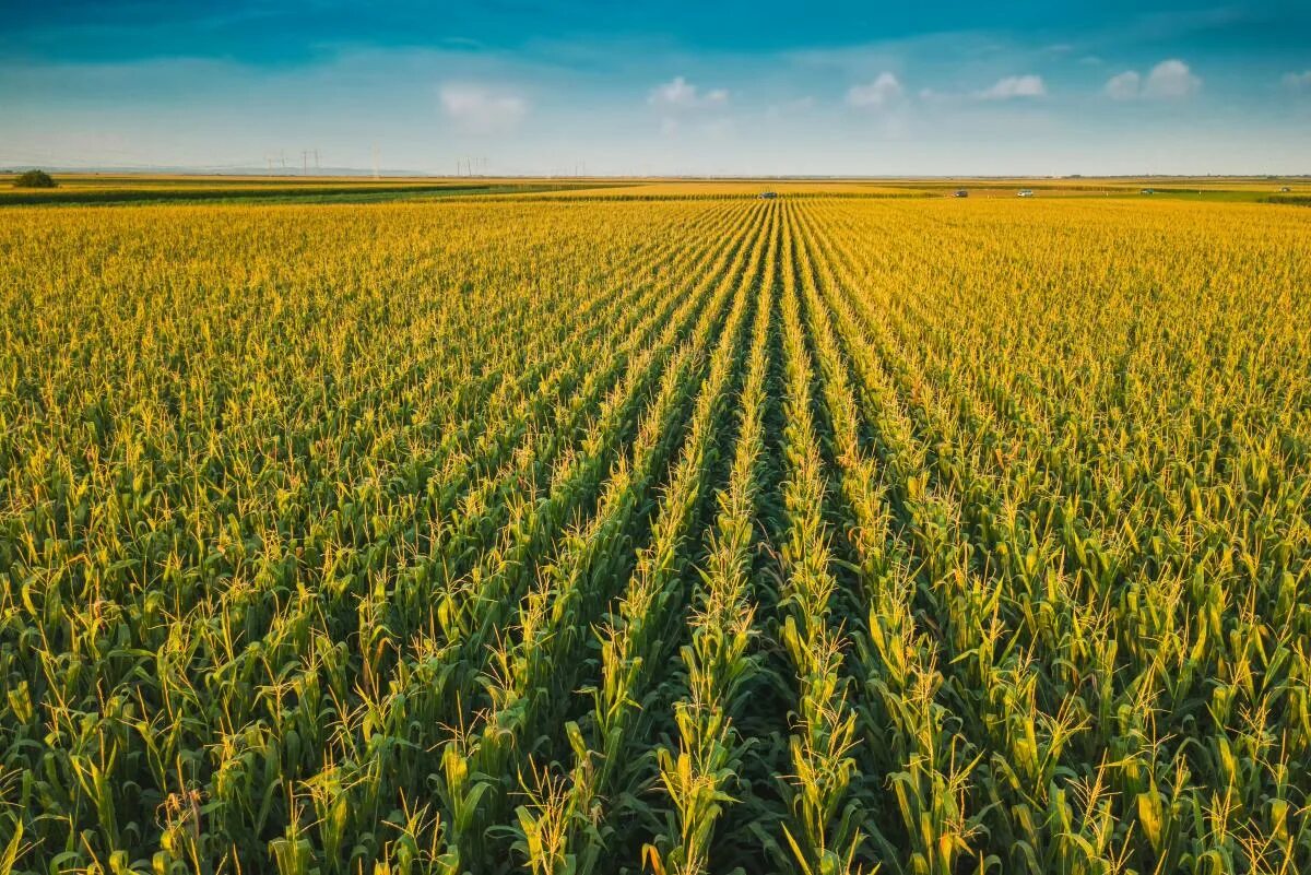 Кукурузное поле фото JRC MARS Bulletin - Global outlook for Türkiye - European Commission