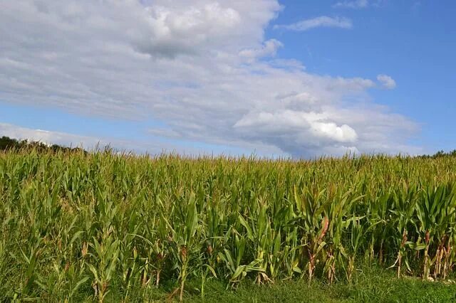 Кукурузное поле фото Cornfield Field Agriculture - Free photo on Pixabay Preppers garden, Prepper, Co