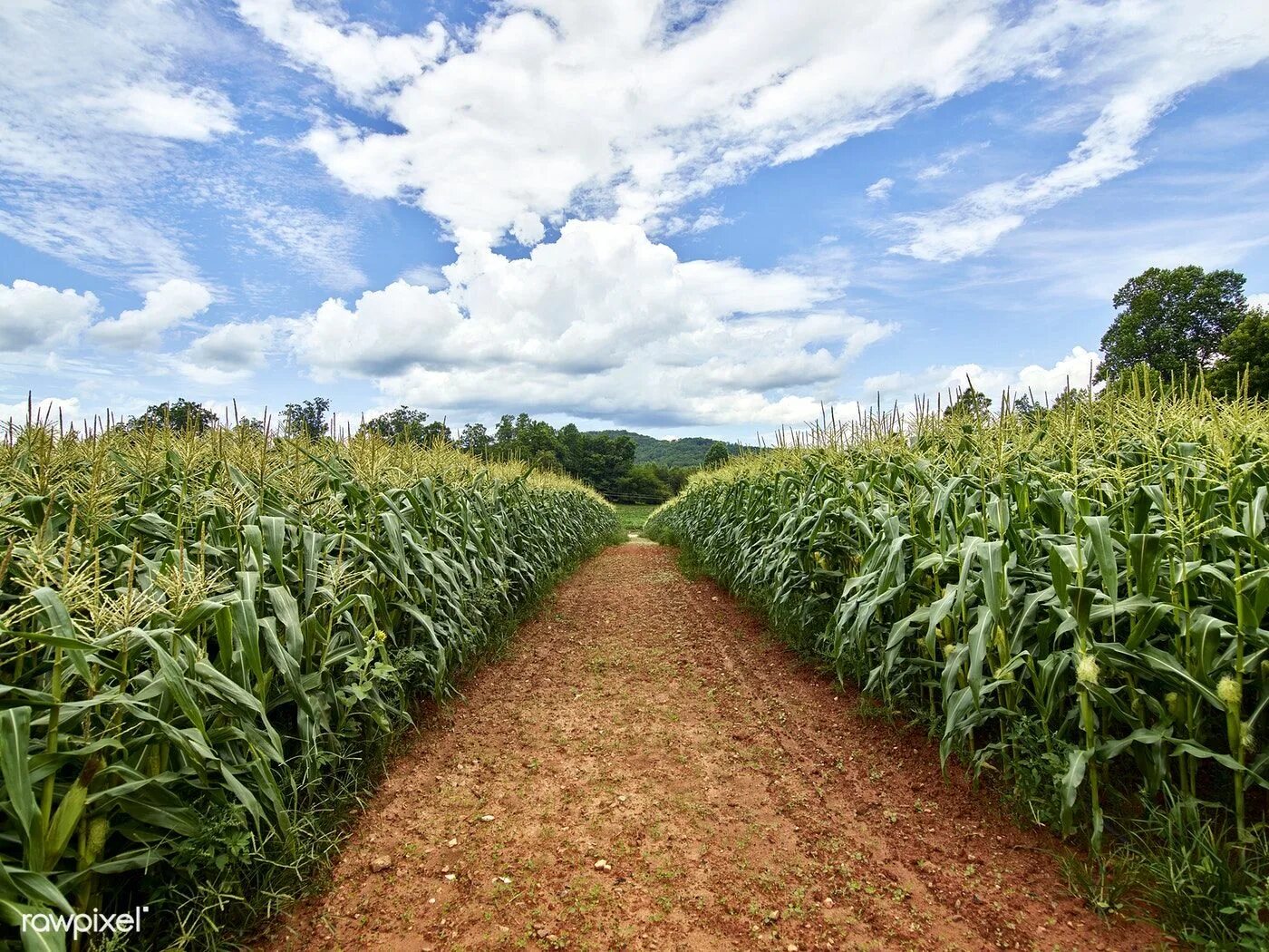 Кукурузное поле фото Dirt road beside a cornfield near Clarkesville in Habersham County, Georgia. Ori