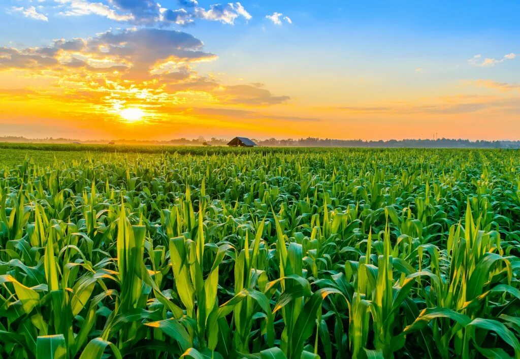 Кукурузное поле фото Climate-smart agricultural practices boost food security - Earth.com
