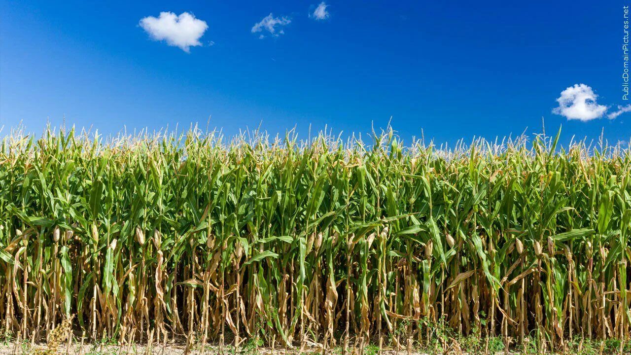 Кукурузное поле фото New law requires farm mutual companies provide 'adequate' instead of unlimited c