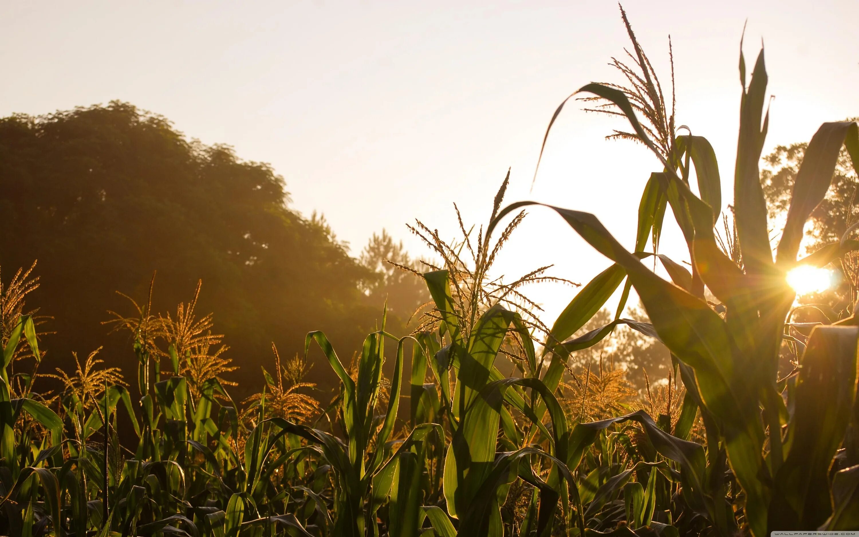 Кукурузное поле фото Agriculture & Natural Resources