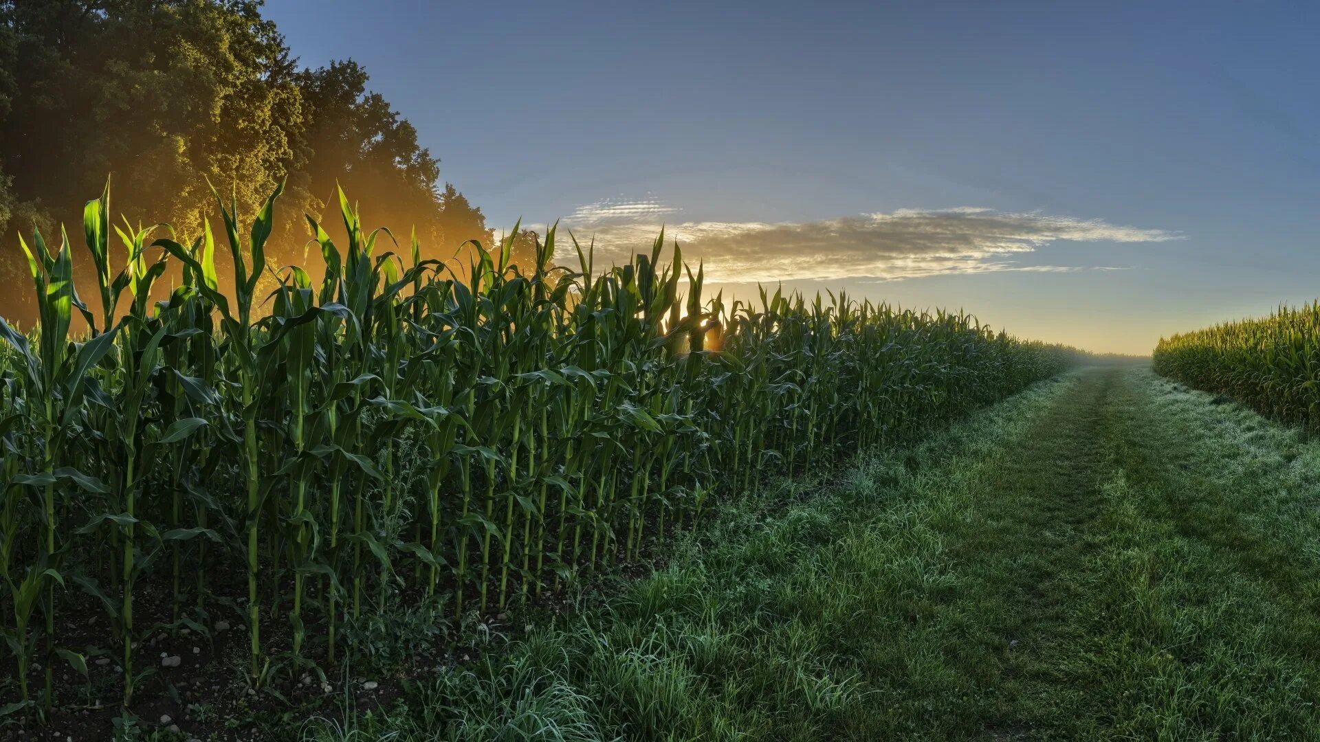 Кукурузное поле фото Cornfield 4k Wallpapers