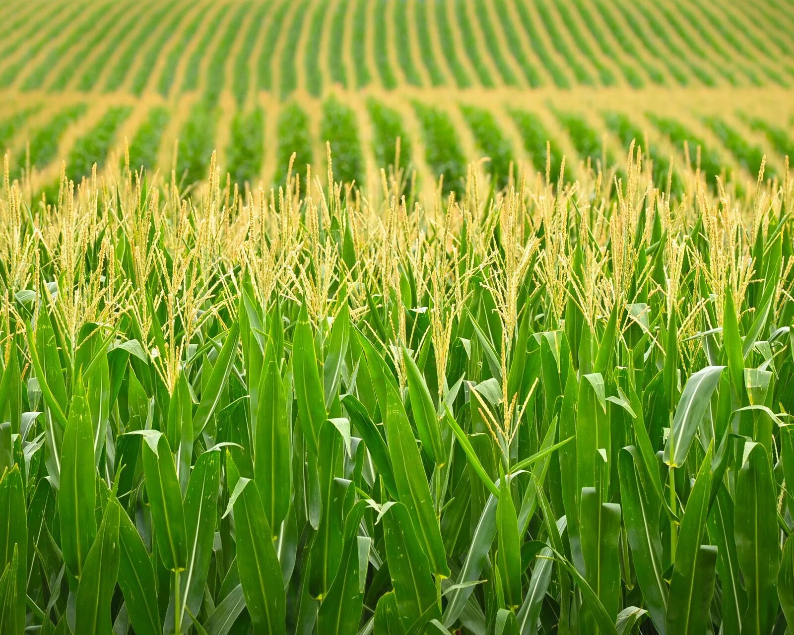 Кукурузное поле фото Corn Mother Native American, Mythology, Creation Story Britannica