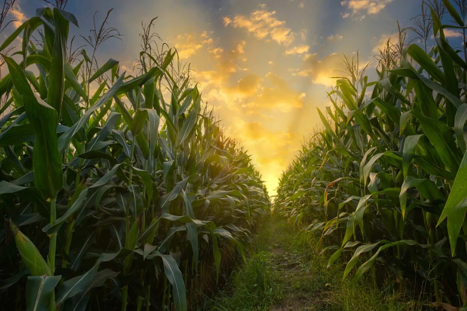 Кукурузное поле ночью фото U.S. corn futures fall to nine-month low as China cancels another sale (NYSEARCA