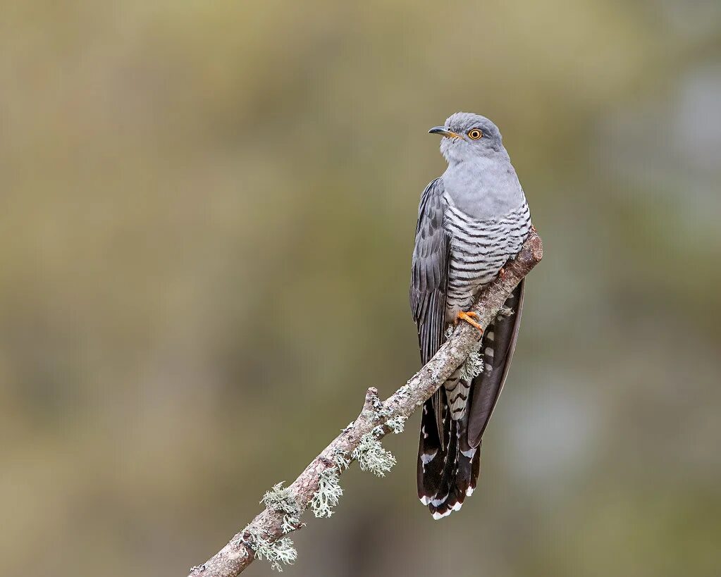Кукушка фото птицы крупным Cuckoo A photo of a Cuckoo taken on Thursley Common, Surre. Flickr