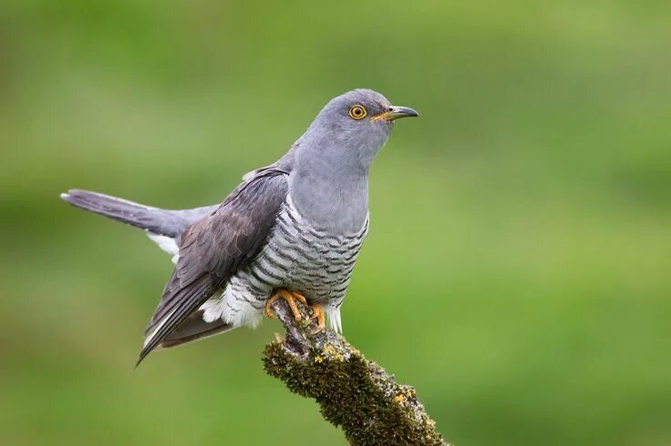 Кукушка фото птицы крупным Cuckoo Cuckoo, Birds, Animals