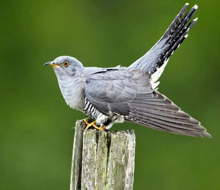 Кукушка фото птицы крупным Cuckoo Pajaros, Foto