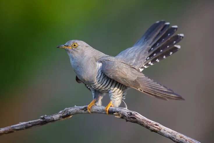 Кукушка фото птицы крупным Кукушка #кукушка #cuckoo #bird #wildlife #птица #дикая природа# кукушка #cuckoo 